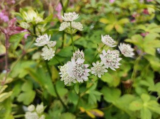 Astrantia major 'Star of Billion'