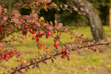 Branch of barberry bush with red berries and purple leaves in autumn garden.