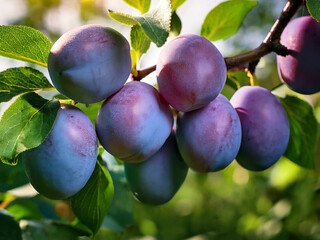 A close-up of a plum tree branch with several ripe, purple plums. The plums are surrounded by green leaves, and the background is blurred.
