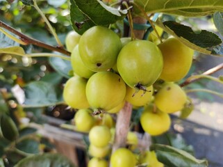 Malus x zumi 'Golden Hornet'
