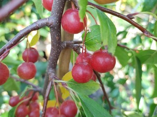 Malus 'Sun Rival'