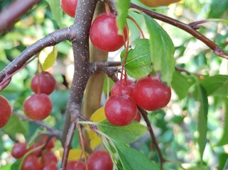 Malus 'Sun Rival'