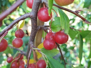 Malus 'Sun Rival'