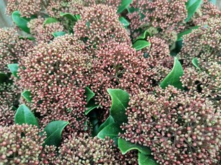Skimmia japonica 'Rubesta Jos'