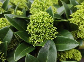Skimmia japonica 'White Globe'