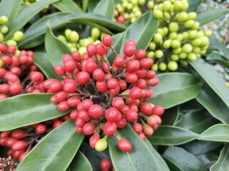 Skimmia japonica subsp. reevesiana