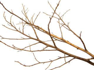 Overlapping bare tree branches on a white background