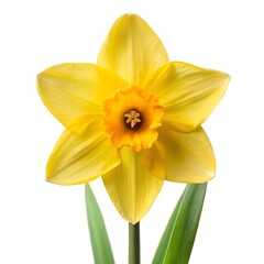 Fototapeta premium Yellow daffodil flower isolated on white background