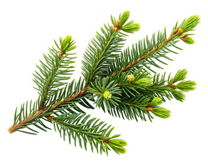 Conifer branch with new growth