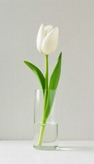 Elegant Single White Tulip in Glass Vase Minimalist Home Decor Inspiration