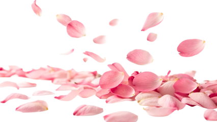 Pink Flower Petals Falling Gracefully Against White Background