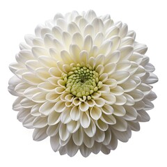 White dahlia flower isolated on white background