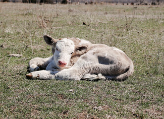 Obraz premium 2 week old calf