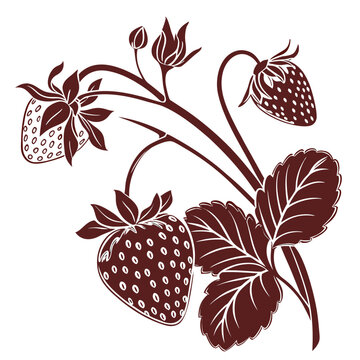  oso grande strawberry with leaves