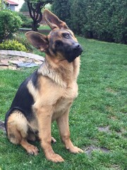 german shepherd puppy