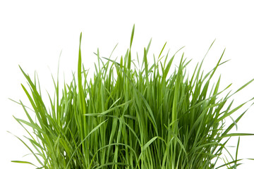 Fresh Green Wheatgrass Growing Against White Background
