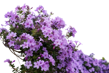 Cluster of purple flowers climbing a textured white wall