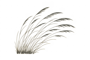 Wild decorative grass bush with transparent background