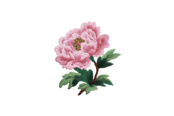 High quality photo of a delicate pink peony flower in full bloom isolated on transparent background