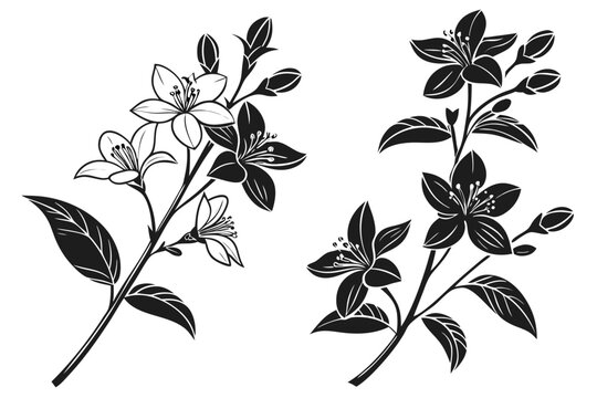 Black and white floral design with jasmine flowers vector illustration for botanical art and decoration silhouette