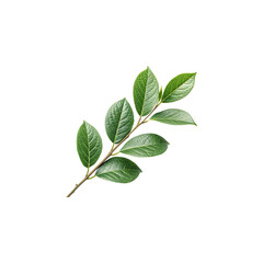 Fototapeta premium A branch with green leaves isolated on transparent background, showcasing its vibrant color and intricate details of the foliage