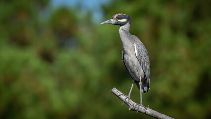 Fototapeta premium Yellow Crowned night heron on a branch and in the creek