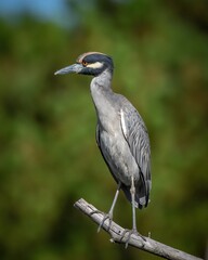 Fototapeta premium Yellow Crowned night heron on a branch and in the creek