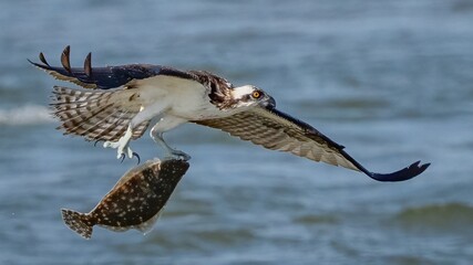 Osprey in flight and catching fish for dinner