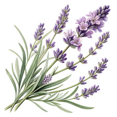Naklejka premium Lavender Sprig with Tiny Flowers, Macro Texture, Isolated PNG