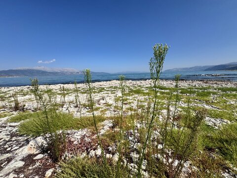Erigeron canadensis (synonym Conyza canadensis) blooms by the sea. Common names include horseweed, Canadian horseweed, Canadian fleabane, coltstail, marestail, and butterweed.