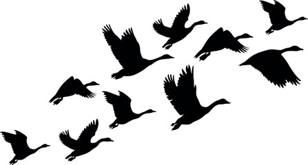 Flying bird flock silhouette, Symbol of freedom and migration concept