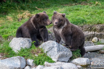 Two Alaskan brown bear cubs interacting with each other on the shoore of Nakek Lake. © Tony Campbell