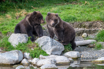 Two Alaskan brown bear cubs interacting with each other on the shoore of Nakek Lake. © Tony Campbell