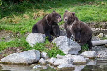 Two Alaskan brown bear cubs interacting with each other on the shoore of Nakek Lake. © Tony Campbell