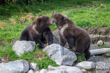 Two Alaskan brown bear cubs interacting with each other on the shoore of Nakek Lake. © Tony Campbell