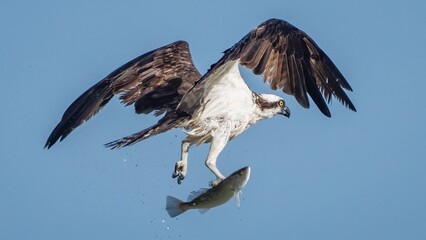 Osprey in flight and catching fish for dinner