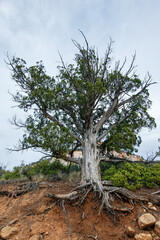 A withering tree with roots above ground in dry area in  Zion National Park in Utah.  Perfect for travel, adventure and nature themes.
