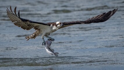 Osprey in flight and catching fish for dinner