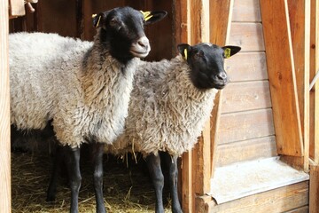 Two Sheep Standing in a Wooden Pen. Pair of Domestic Farm Animals with Wool and Ear Tags. Ewe and Lamb Standing Inside Wooden Barn. Close-up of Livestock farm Sheep in natural Rustic Wooden Shelter.