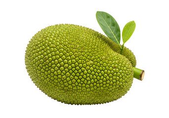 whole fresh green jackfruit tropical spiky fruit leaves isolated on transparent background