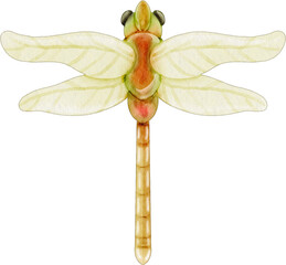 watercolor dragonfly insect