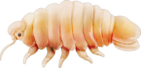 watercolor giant isopod
