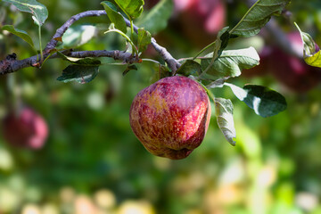 A ripe red apple hanging from a tree branch in an orchard, glowing under natural sunlight with fresh green leaves, symbolizing healthy organic farming and the freshness of Himalayan produce.