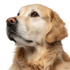 Majestic Golden Retriever Dog Isolated on Transparent Background for Design Projects