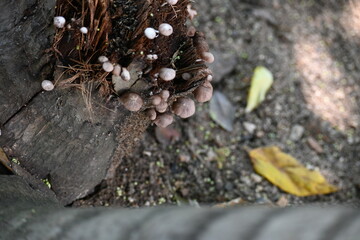 Psilocybe or Panaeolus mushrooms. Small pale brown mushrooms growing on a decaying tree stump or plant material. The mushrooms have delicate stem and dome-shaped caps. Black spored saprotrophic.