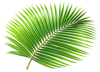 Green palm leaf, isolated on transparent background