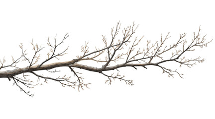 Bare tree branch clip art isolated on a transparent background