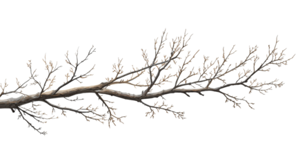 Bare tree branch clip art isolated on a transparent background