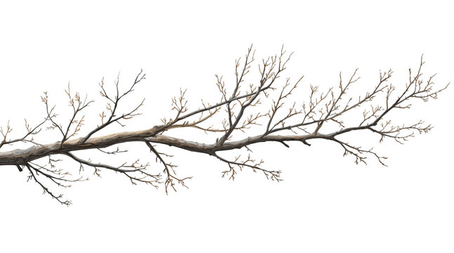 Bare tree branch clip art isolated on a transparent background