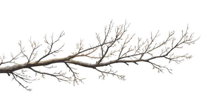 Bare tree branch clip art isolated on a transparent background